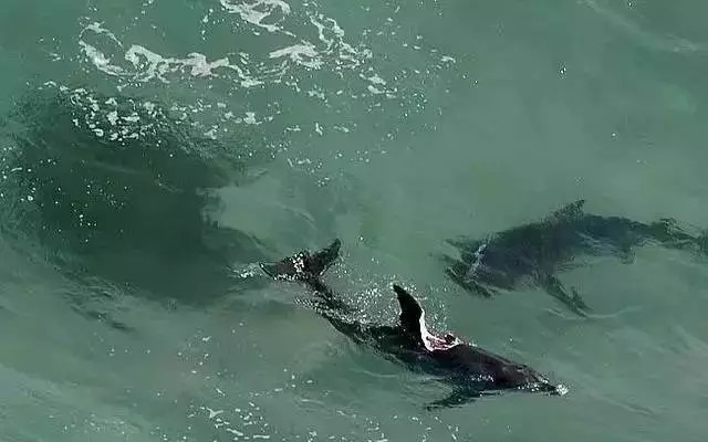 居氏鼬鲨重创并杀死宽吻海豚全过程