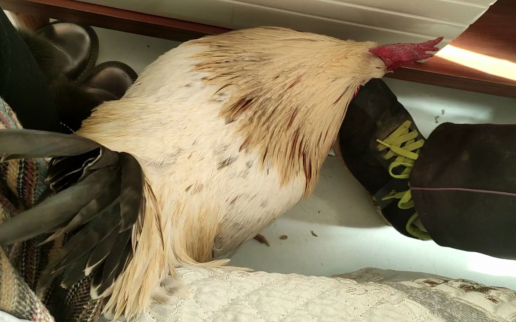 "仇人"见面分外眼红,肉肉一直记得小时候奶奶打过它,记仇!