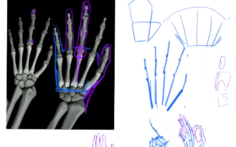 手的骨头介绍,掌握之后,就可以画小姐姐的手了!兴奋!哔哩哔哩bilibili