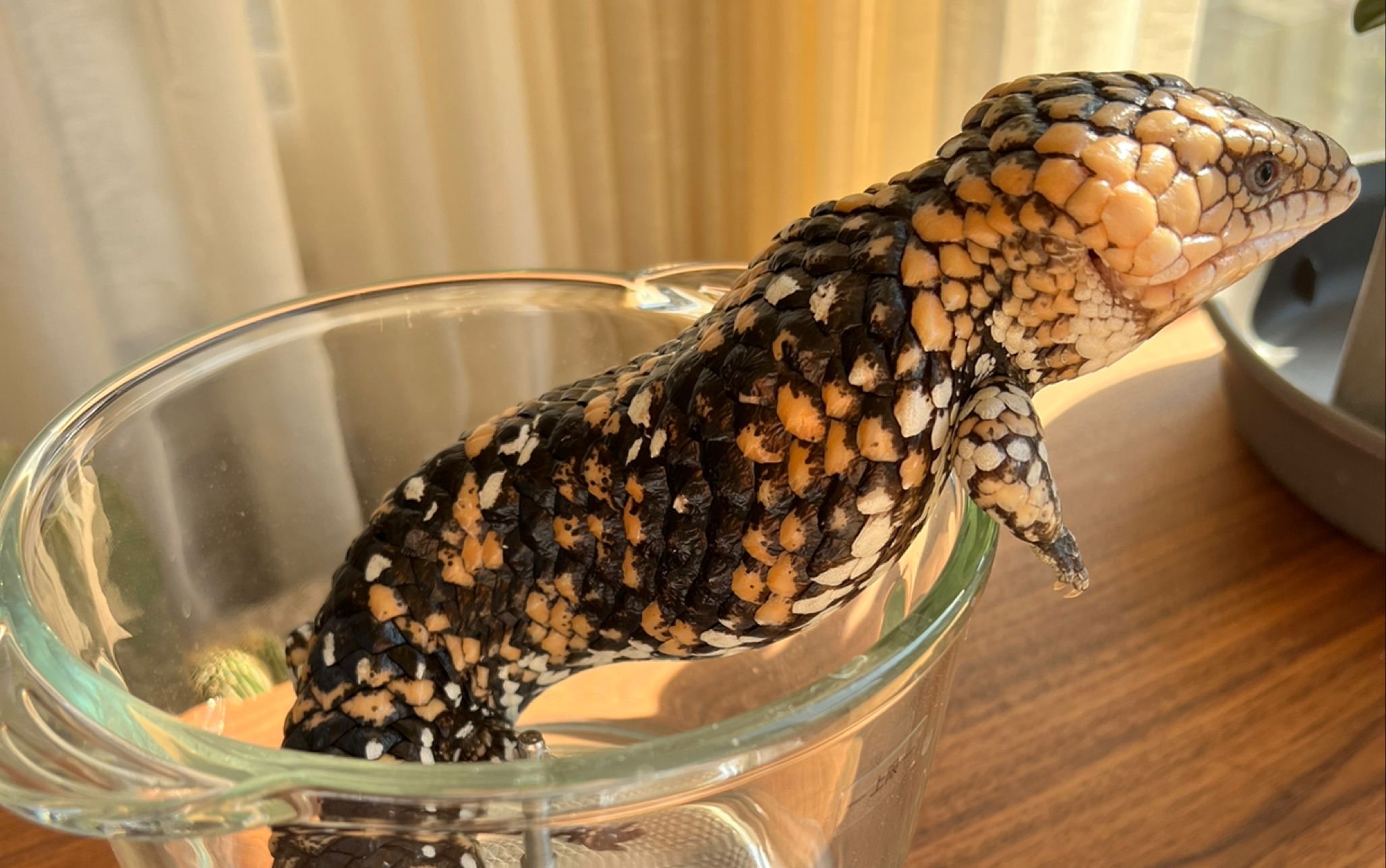 活动作品所有的松果