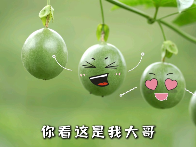 一颗百香果的自述~哔哩哔哩bilibili