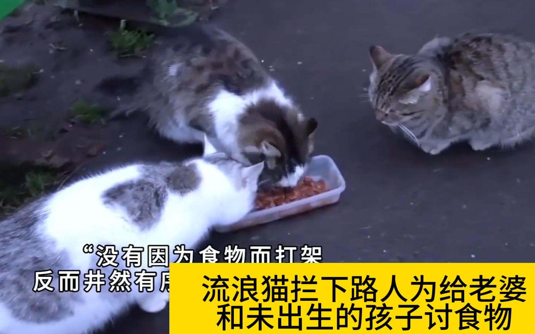 [图]流浪猫拦下路人为给老婆和未出生的孩子讨食物。