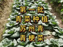 Download Video: 青菜怎么样实行分批种植