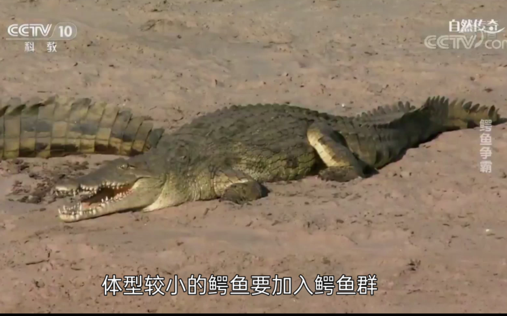 自然传奇20191125鳄鱼争霸
