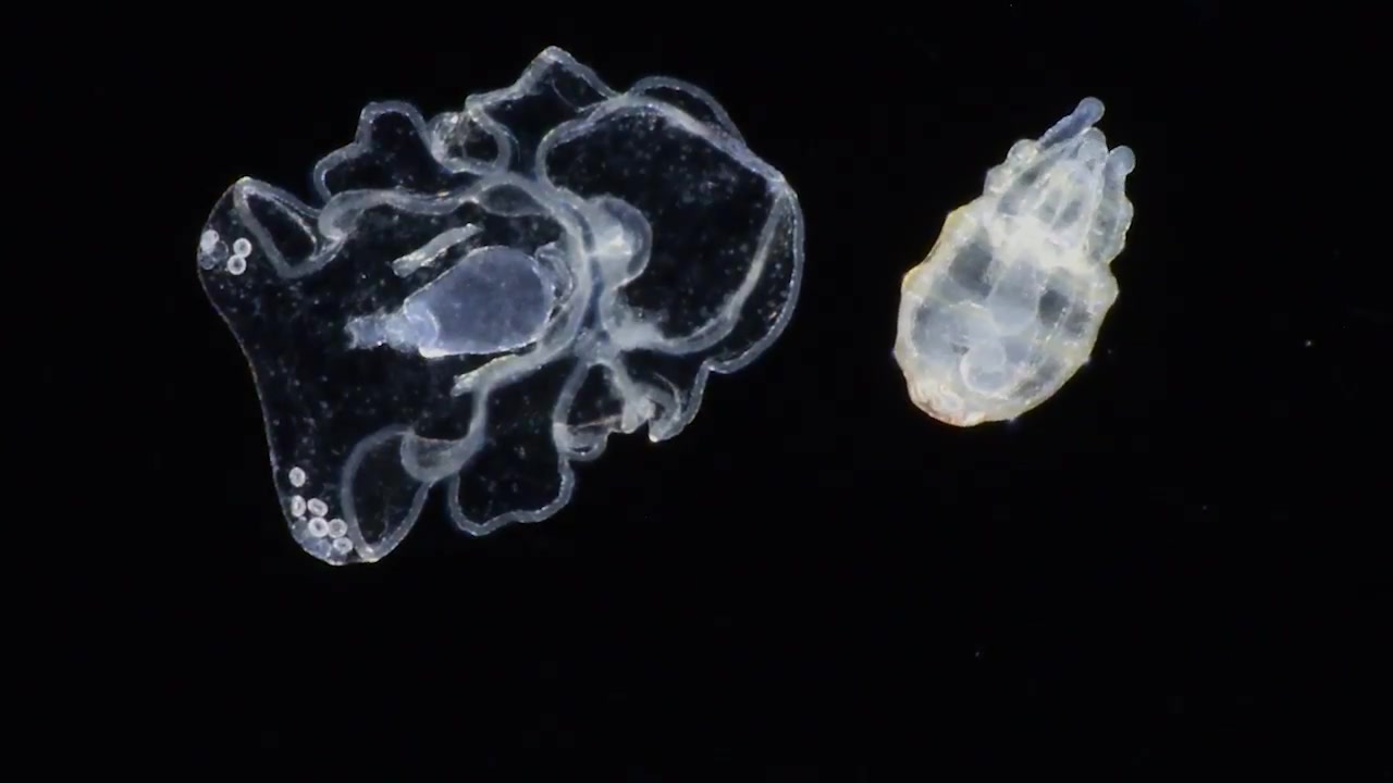 棘皮动物——耳状幼虫、五触手幼虫_哔哩哔哩_bilibili