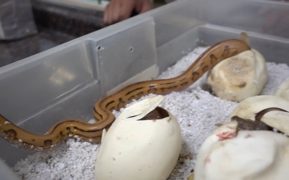 剪开孵育好的蟒蛇蛋帮助小蟒蛇出壳啦大叔开心的像个孩子