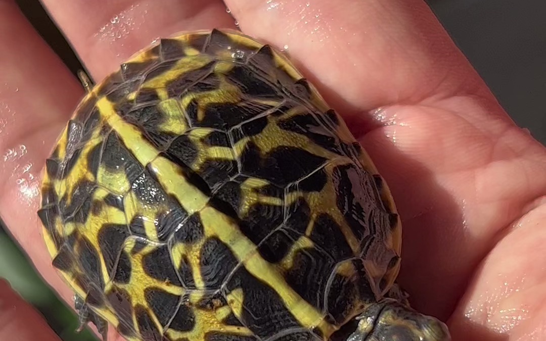 2022年自家繁殖留下的佛箱苗之一