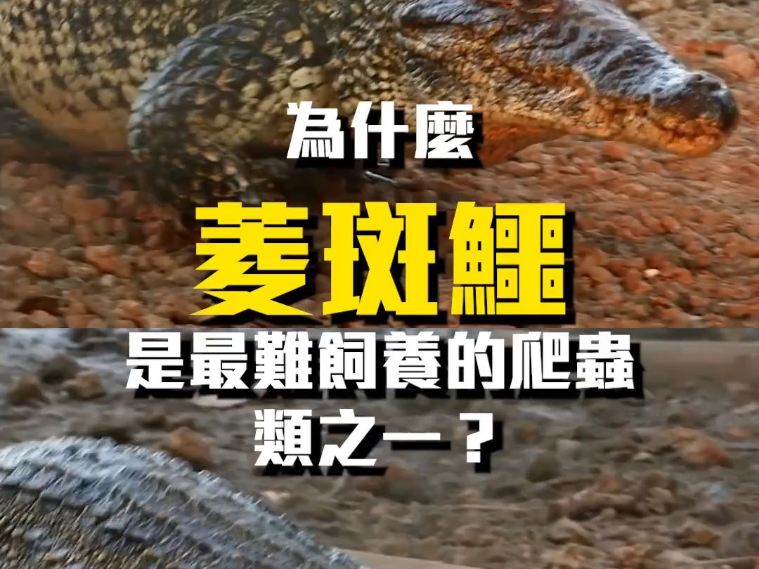 为什么古巴鳄(菱斑鳄)是最难饲养的爬行动物之一?哔哩哔哩bilibili