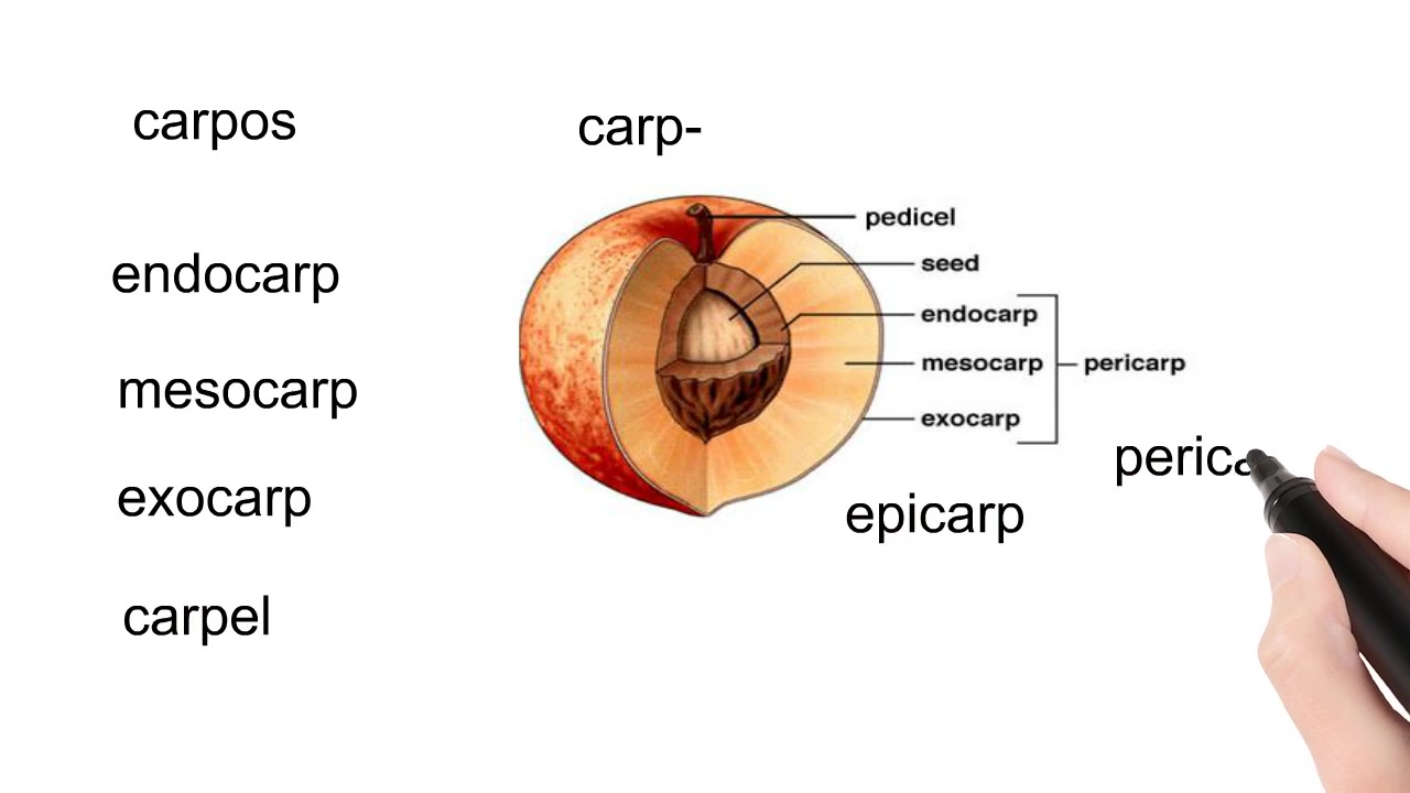 学英语词源知识之carp 果实 英语单词哔哩哔哩bilibili