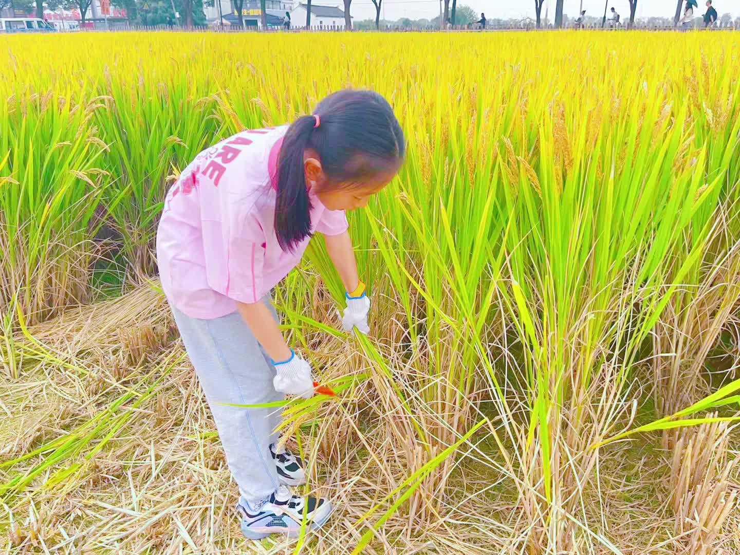 农民伯伯与他的女儿收稻谷
