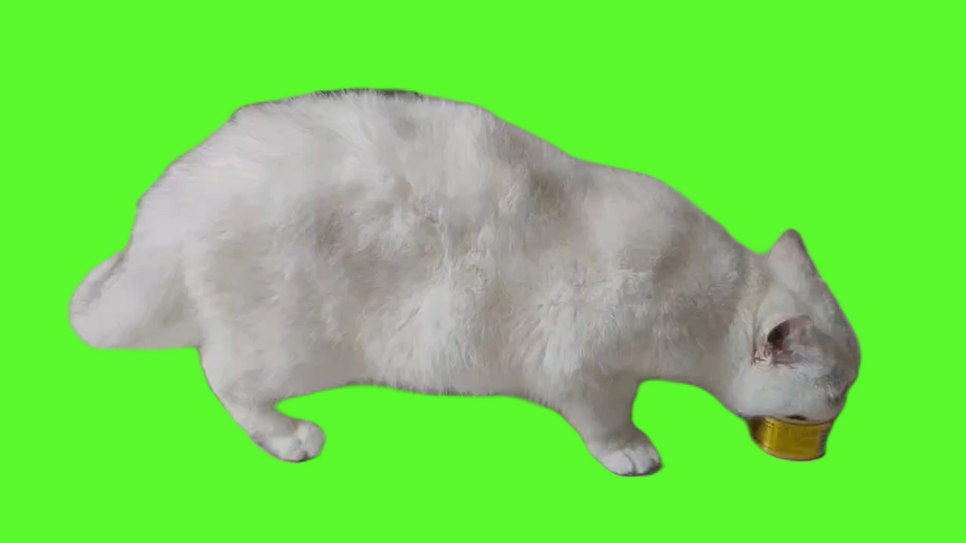 吃罐罐的崽崽 猫meme素材 绿屏素材 抠图