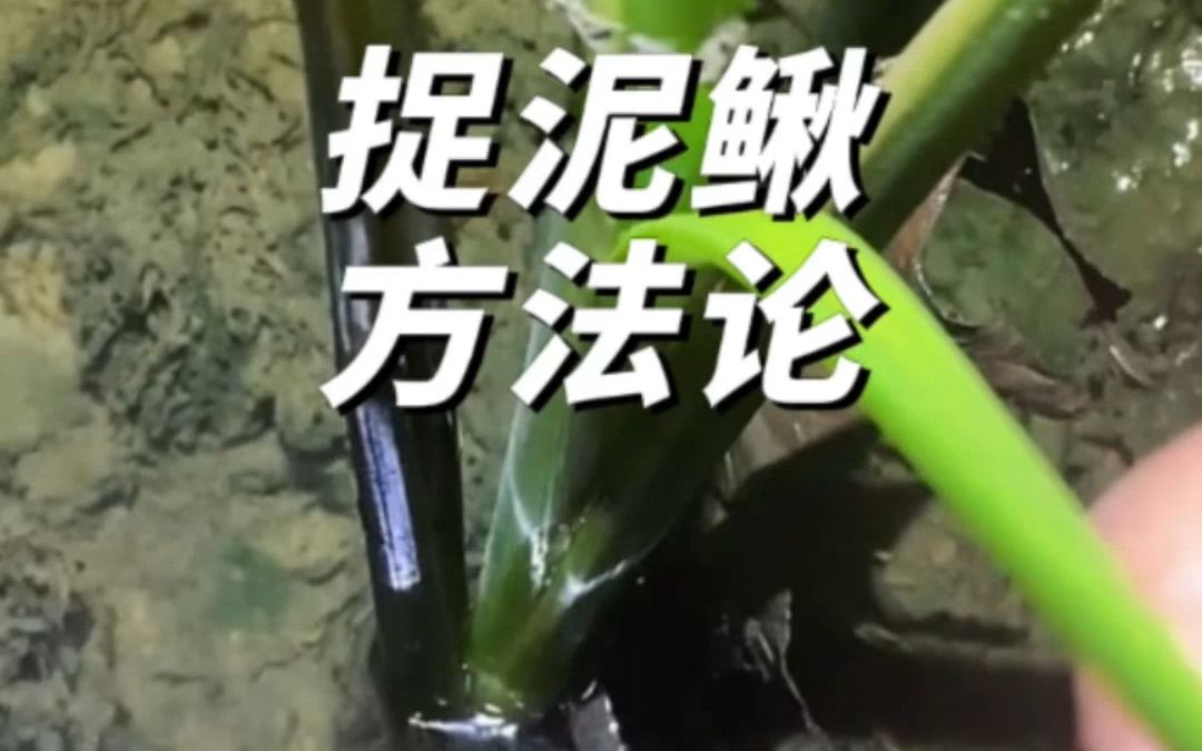 双手奉上捉泥鳅的方法论哔哩哔哩bilibili