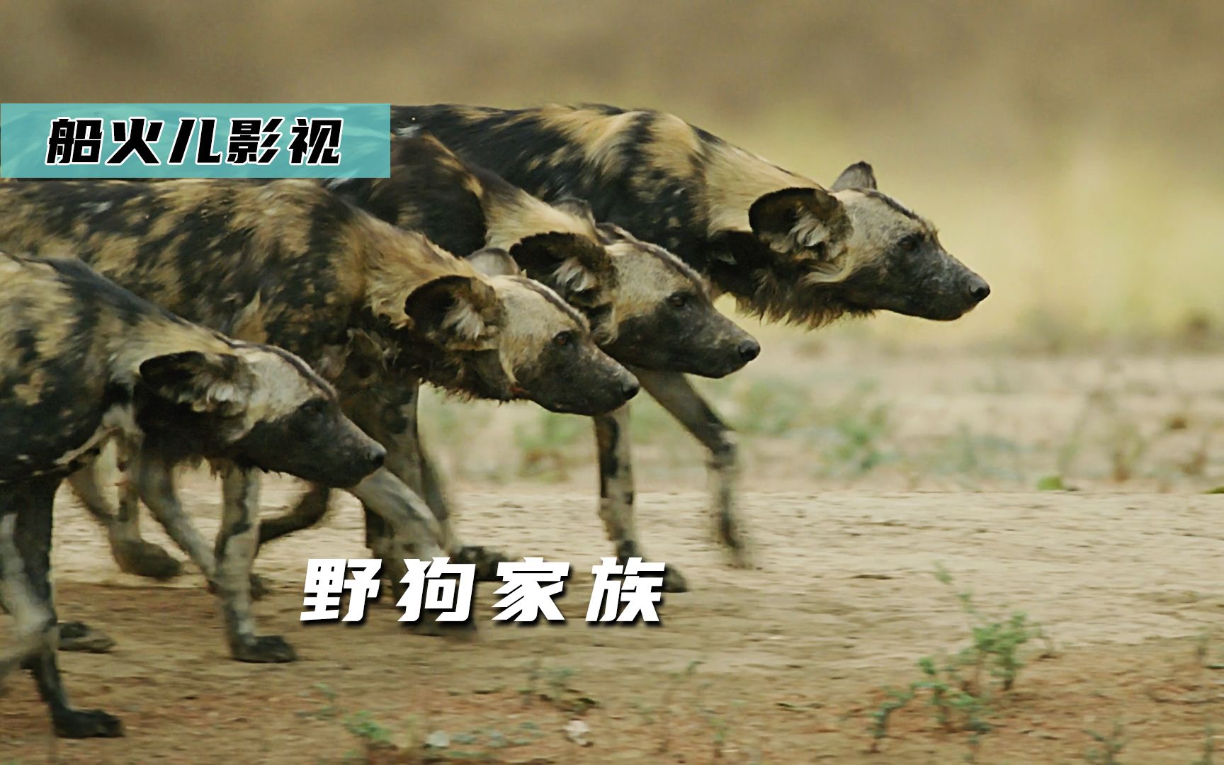 当非洲三杰再次相遇时指不定惊天动地纪录片野狗家族