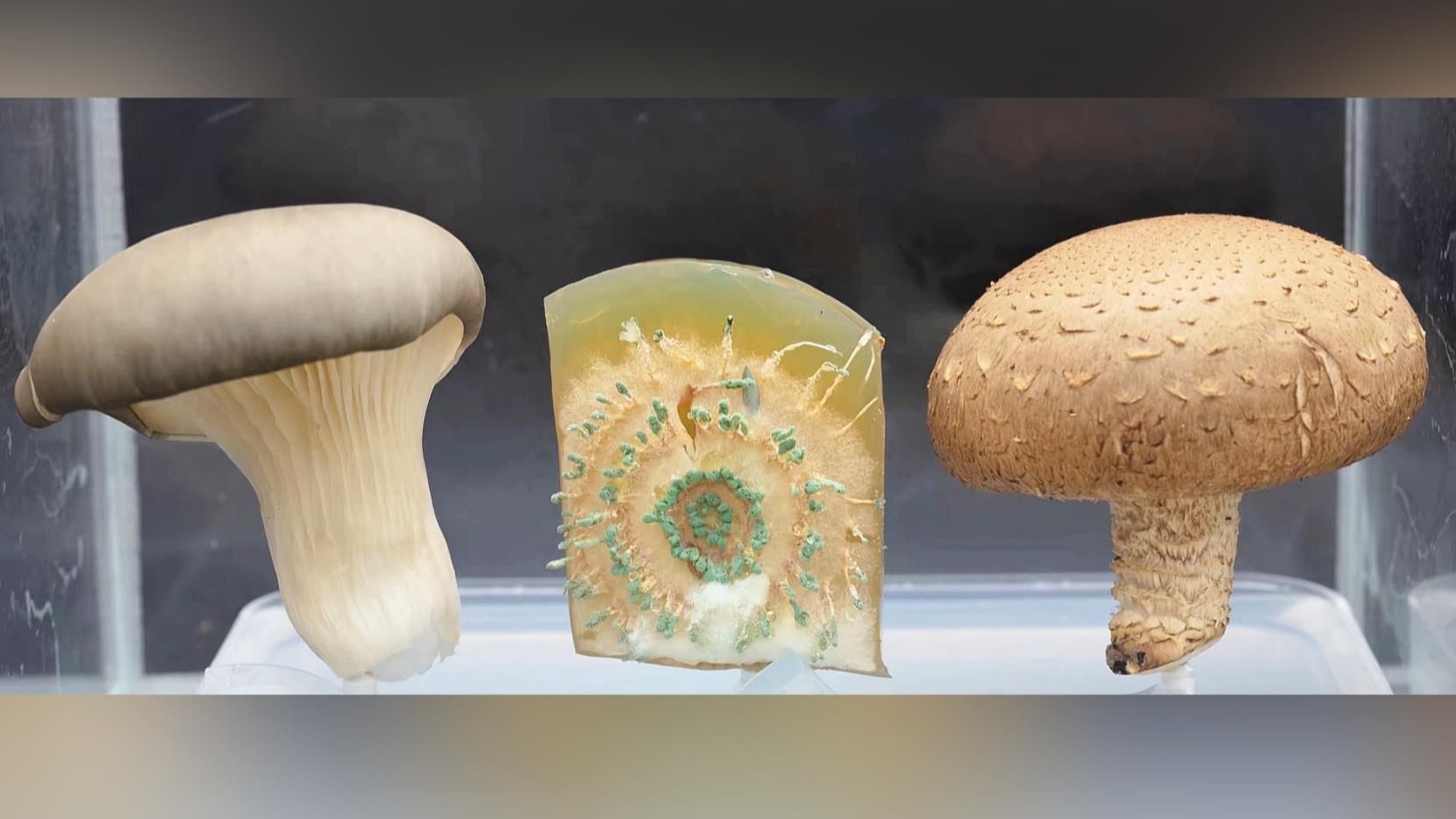 我给黏菌喂了三种真菌:平菇、香菇、青霉,看它爱吃哪个