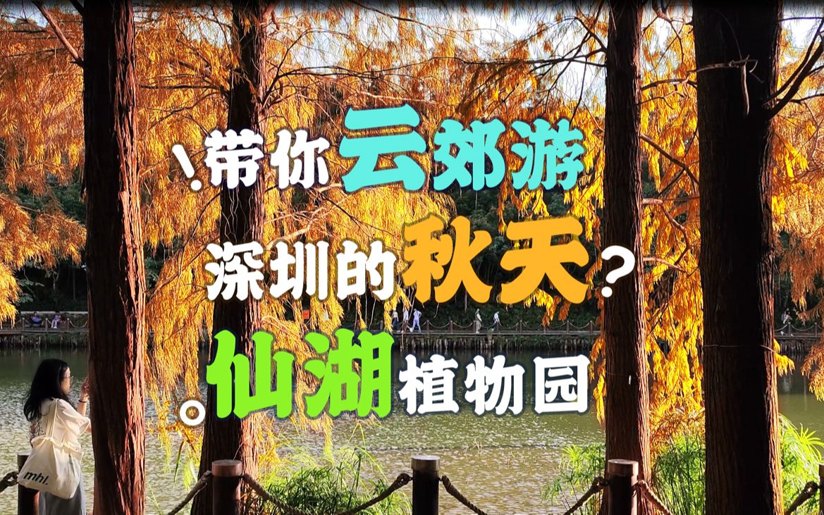 带你云郊游?深圳的秋天?仙湖植物园哔哩哔哩bilibili