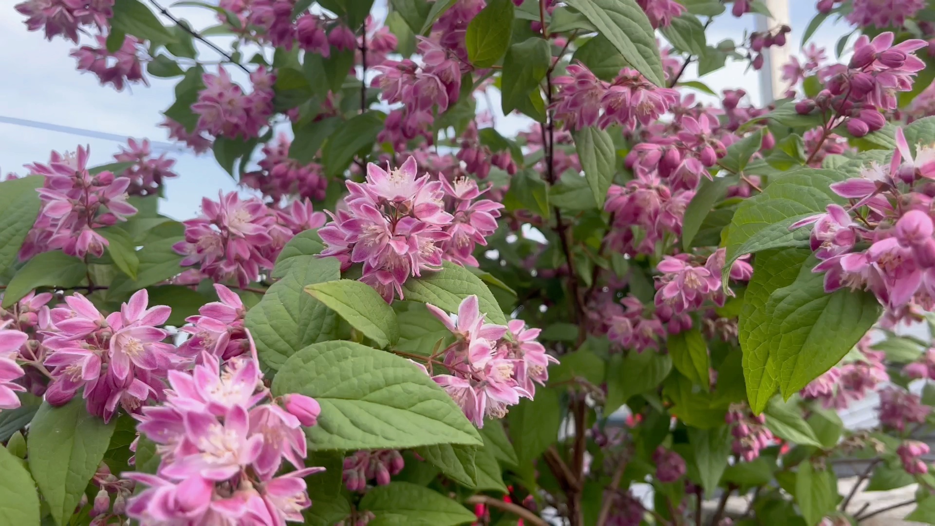 粉红溲疏五彩锦带美了四月花园