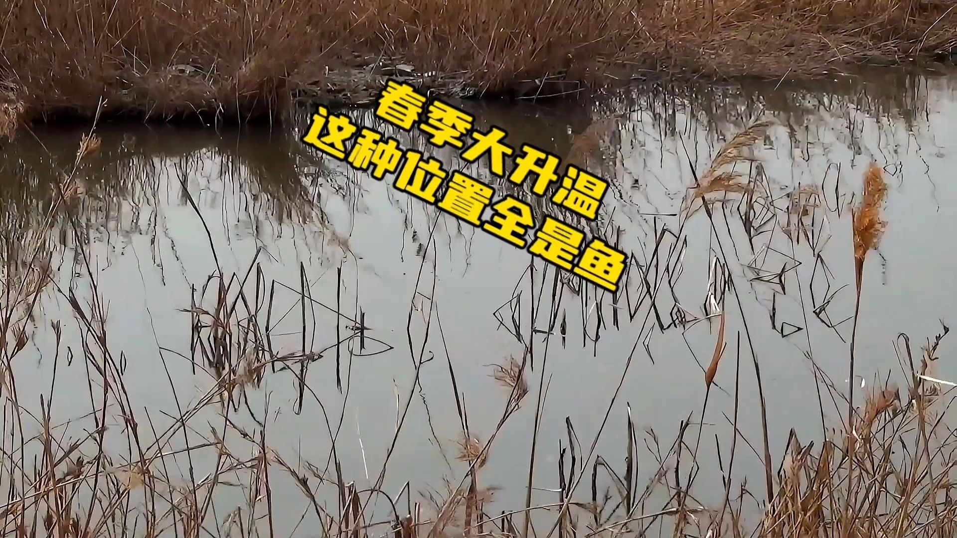 春季急剧升温到处没口?原来鲫鱼密密麻麻全部都在这里,来看为啥哔哩哔哩bilibili