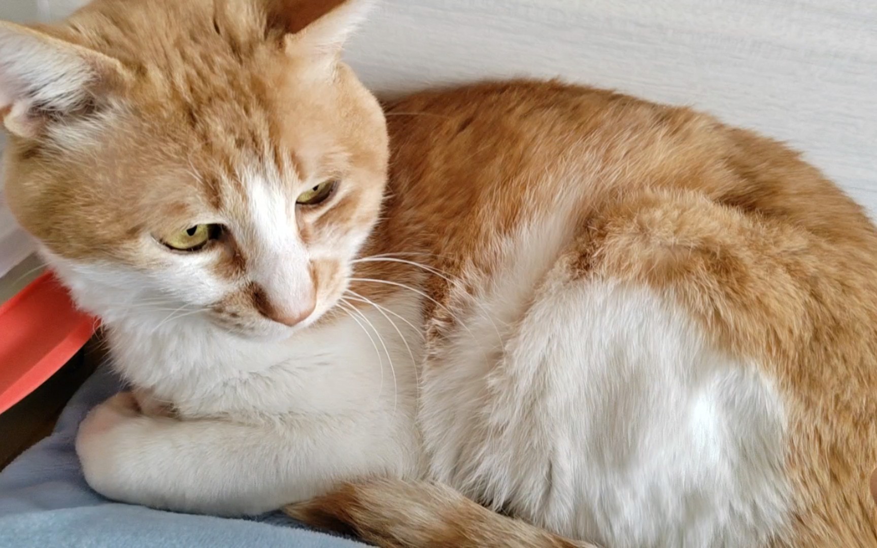 好好可爱的小猫咪啊啊啊啊