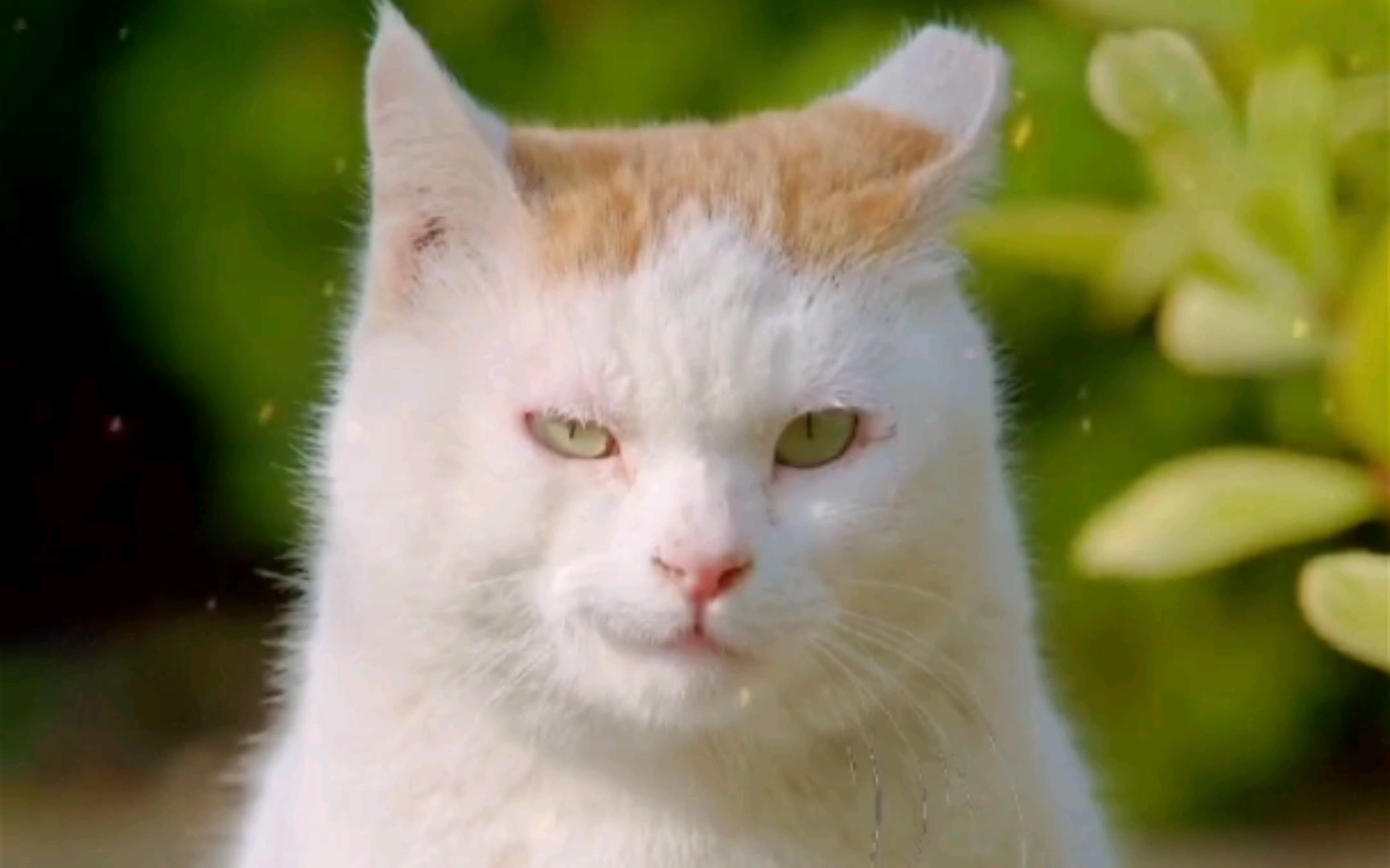 【挑战学校里最拽的猫】