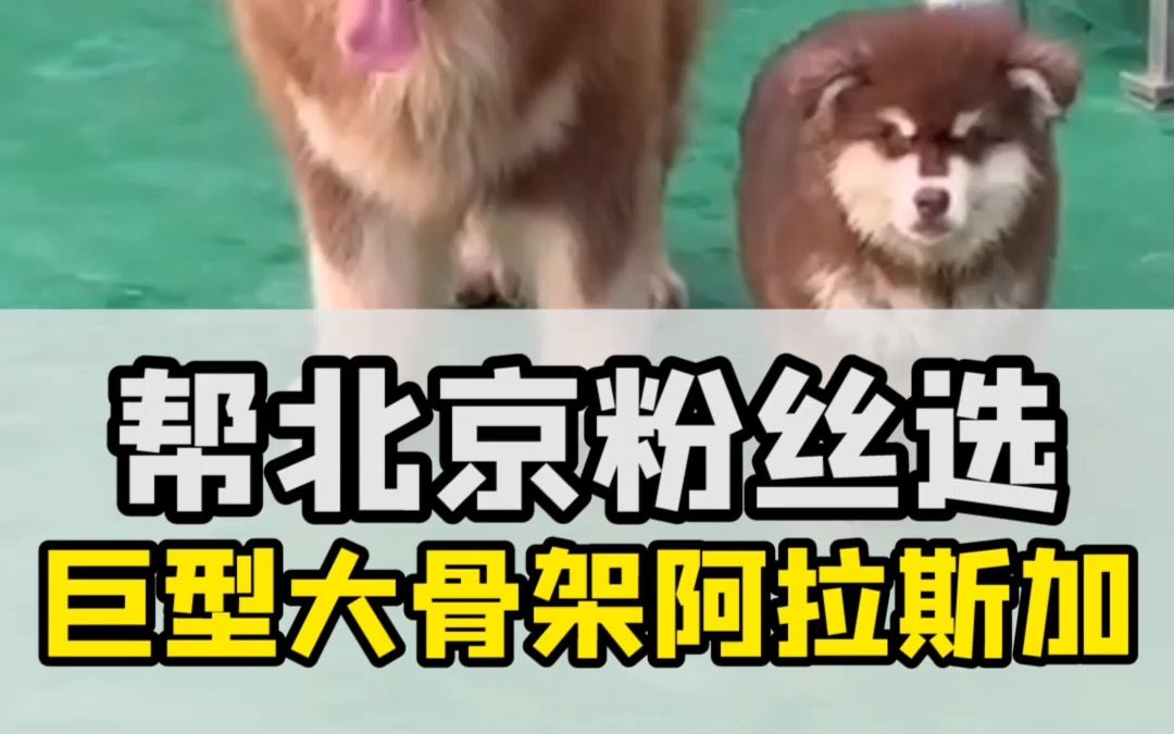 北京阿拉斯加犬在哪买?阿拉斯加多少钱一只,阿拉斯加如何挑选?哔哩哔哩bilibili