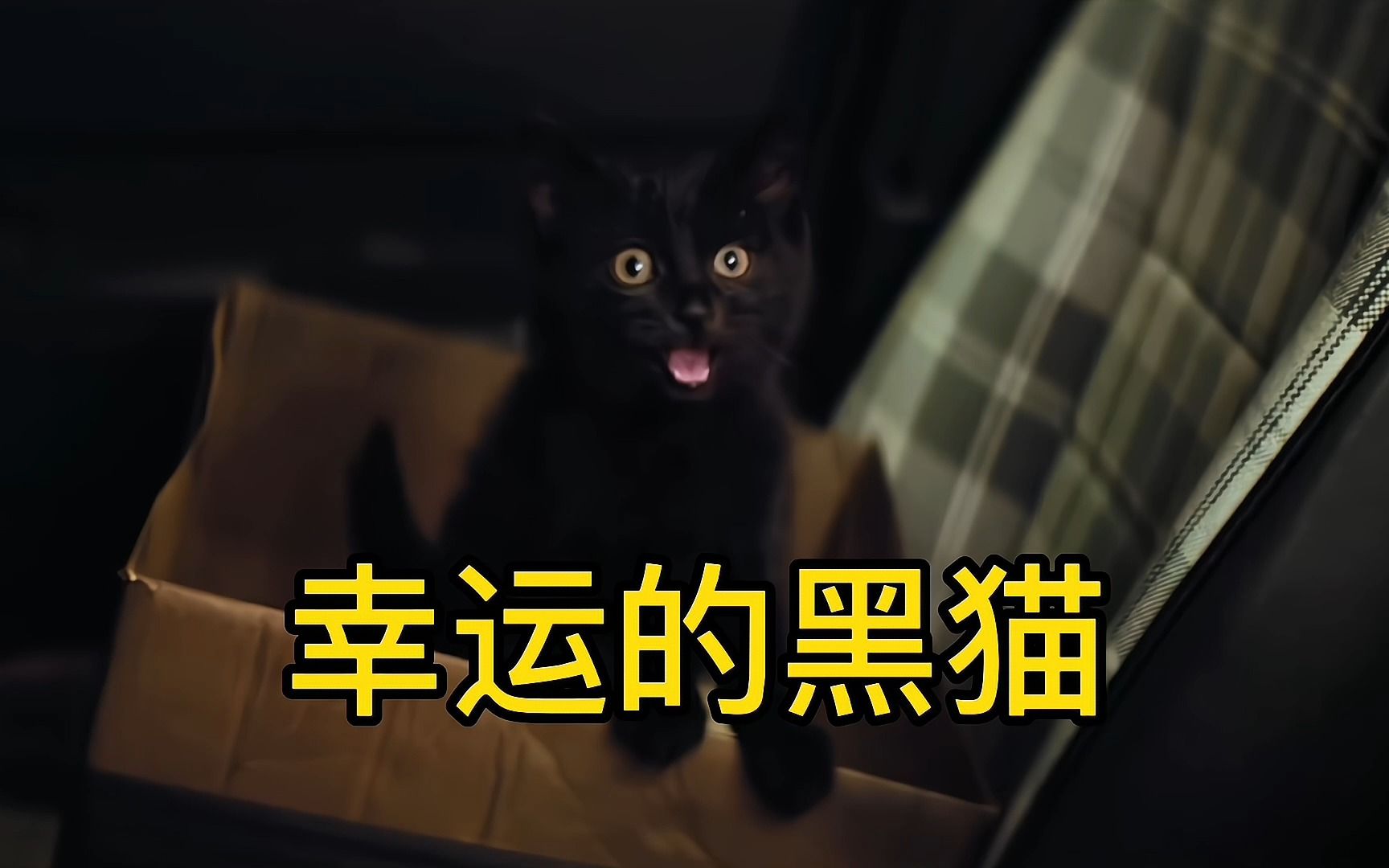 幸运小黑猫,它的每一次喵叫声都会给你带来好运,这样的小黑猫,你想要