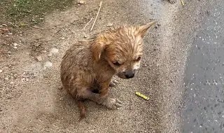 下载视频: 本以为路边的流浪小狗只是淋湿，没想到送医院时口吐白沫全身抽搐