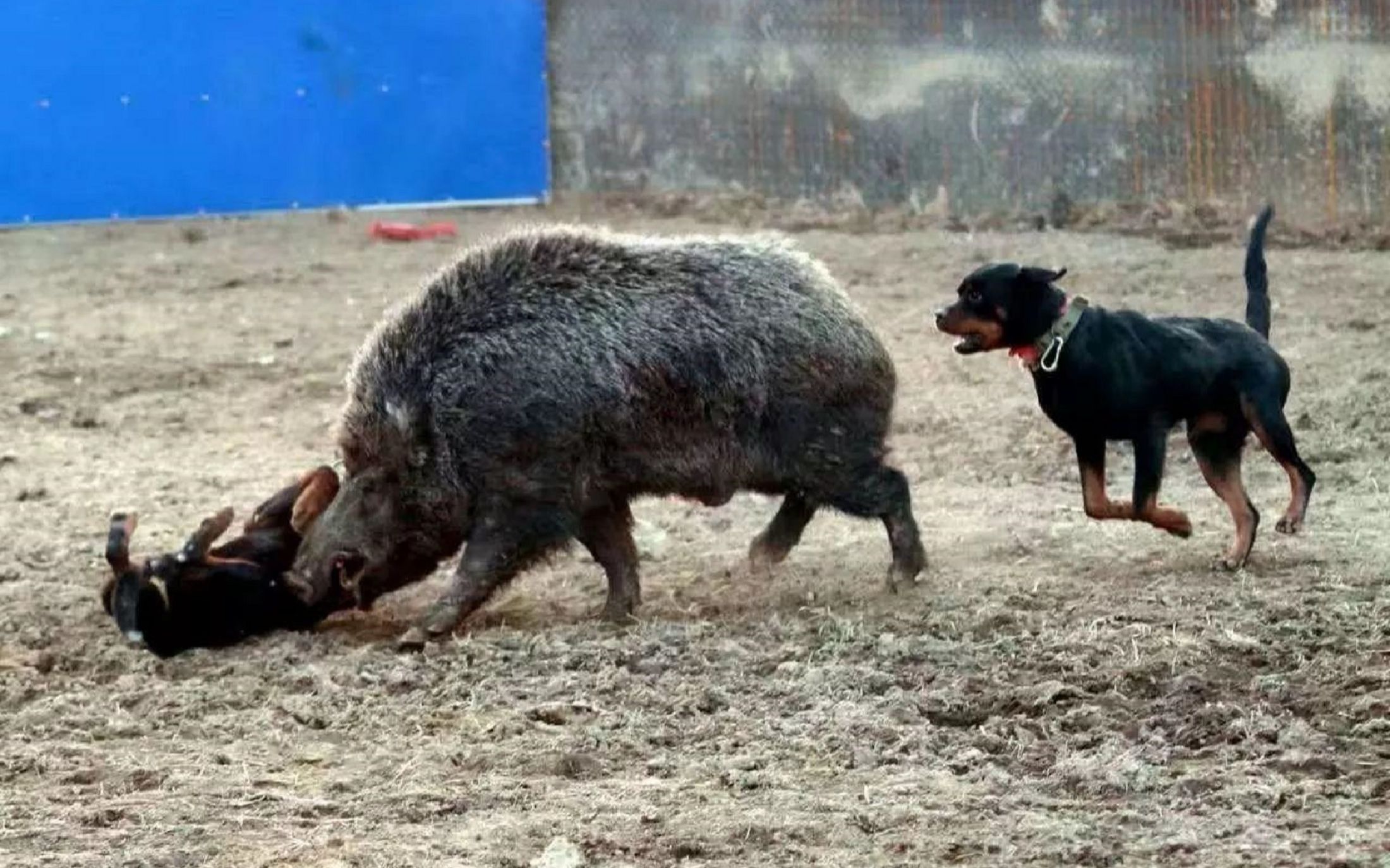 猎犬围攻大野猪,没想到是这个结局