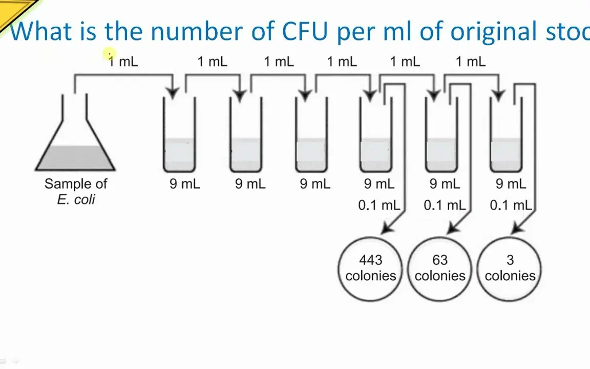 How to Calculate CFU per ml of Bacterial Sample in 3 Steps cfuml in ...