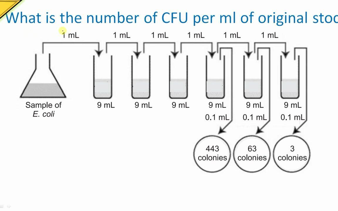 how-to-calculate-cfu-per-ml-of-bacterial