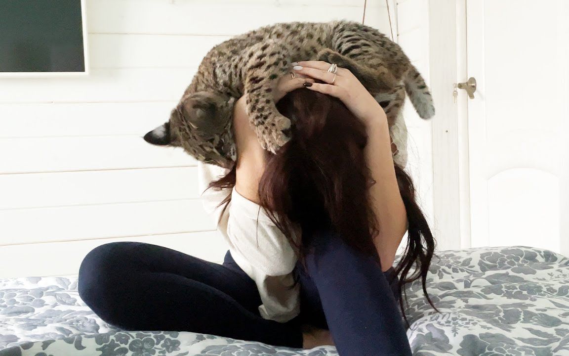 【猞猁姐姐补档】短尾猫罗莎爬到了姐姐头上