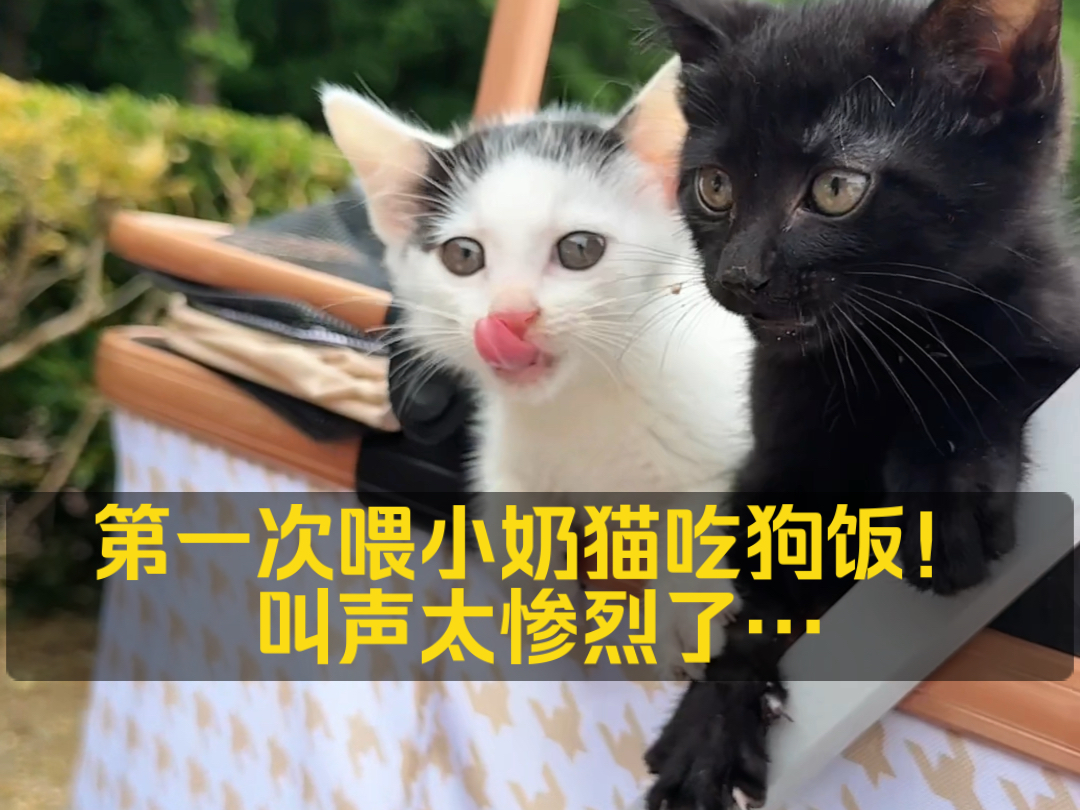 改变猫德:第一次给小奶猫吃狗饭,叫声太惨烈了…脱敏狗狗训练哔哩哔哩bilibili