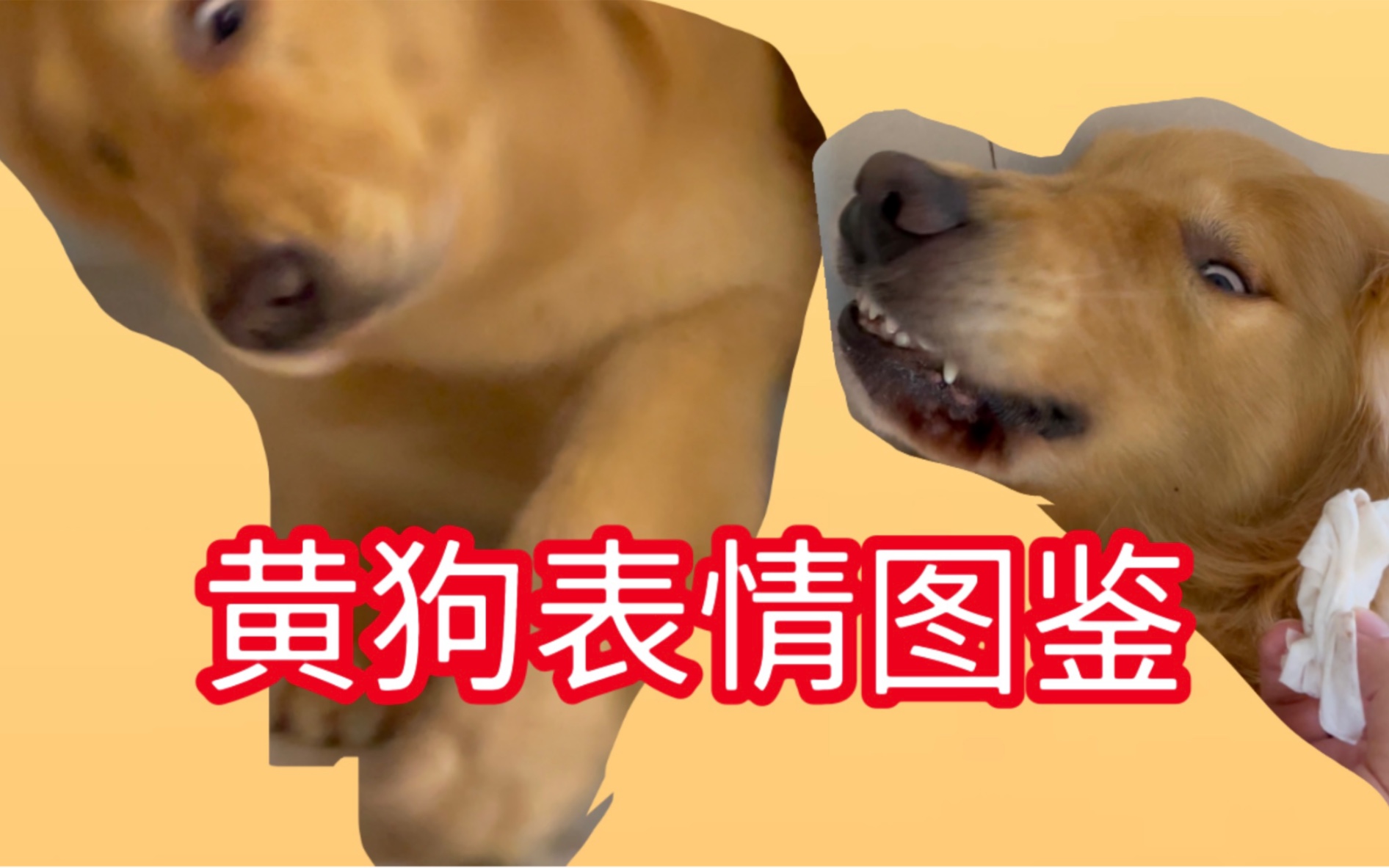 春天来了，黄狗……_哔哩哔哩_bilibili