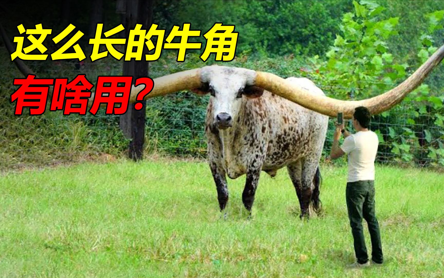 盘点6种被同类嫌弃的奇葩生物,长角牛的巨型牛角有啥用?哔哩哔哩bilibili