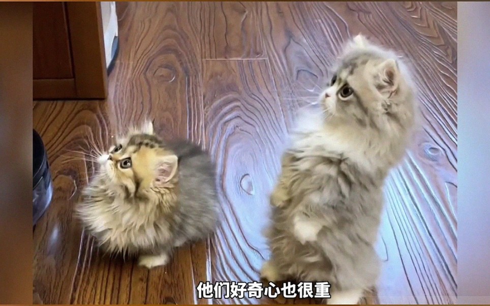 这种猫的腿很短,你喜欢矮脚猫吗?哔哩哔哩bilibili