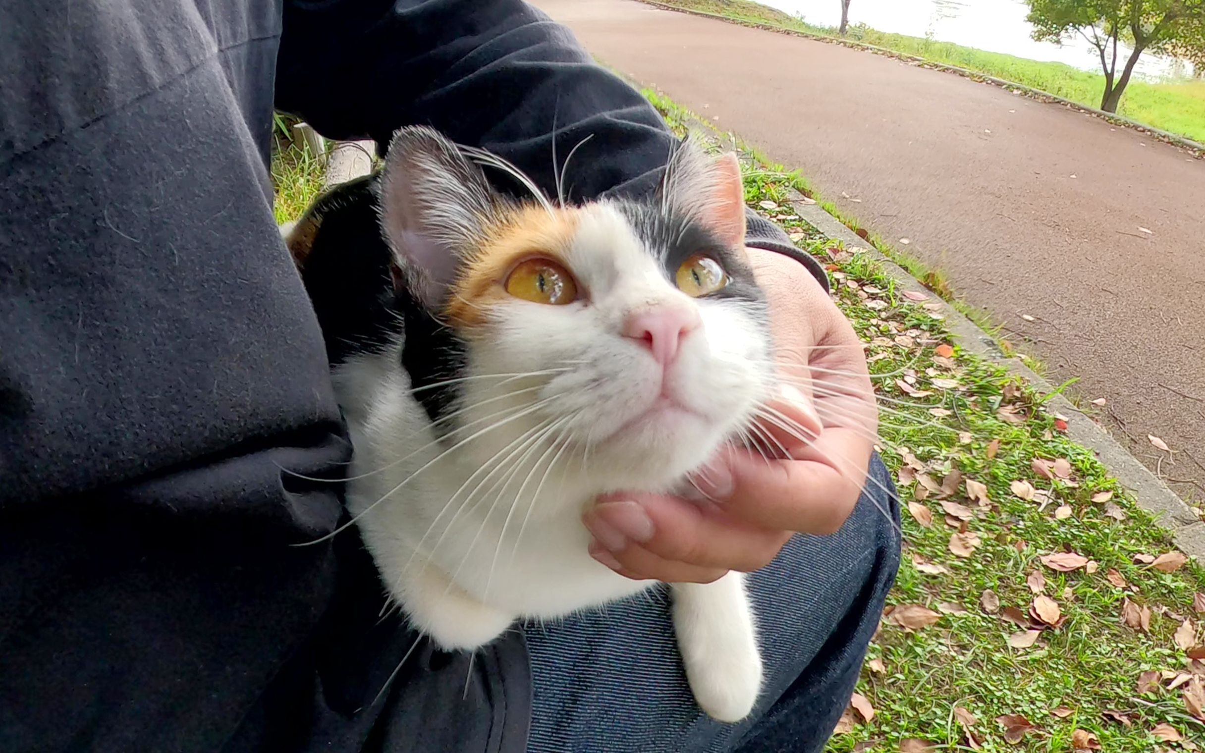 [图]一只美丽的印花布猫爬在人的腿上，发出呼噜声和欢欣鼓舞