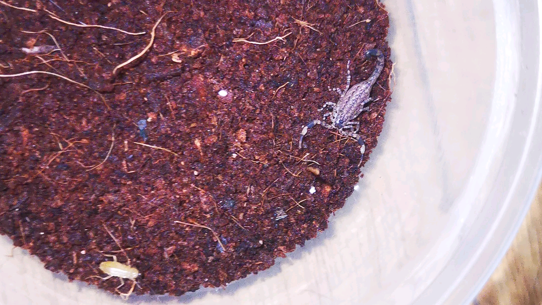 lm,细尖狼蝎俗称海南双针蝎捕食樱桃