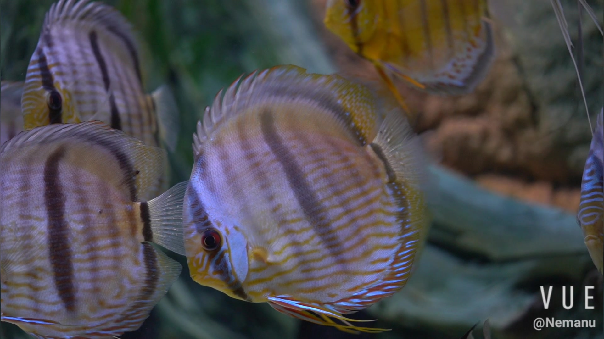 七彩神仙鱼黑格尔的日常记录2