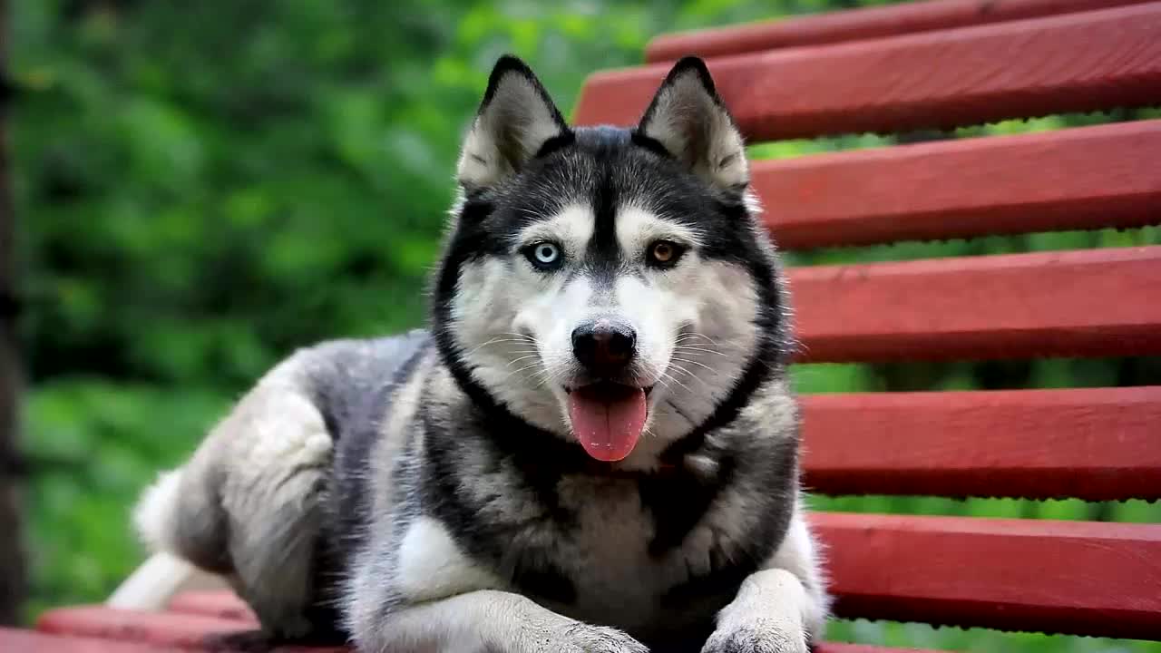 俯首贴耳zwwcahsplzr