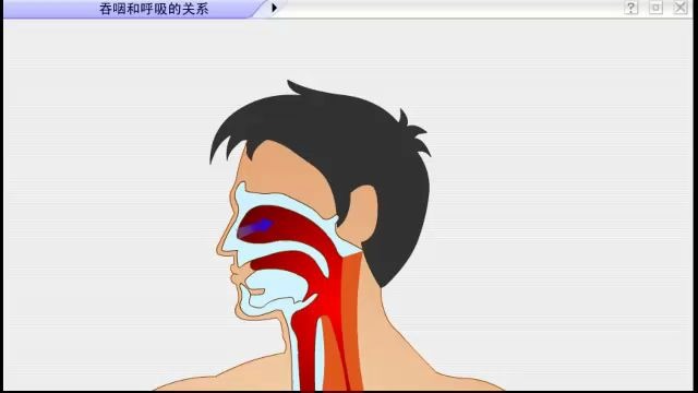 呼吸和吞咽的关系
