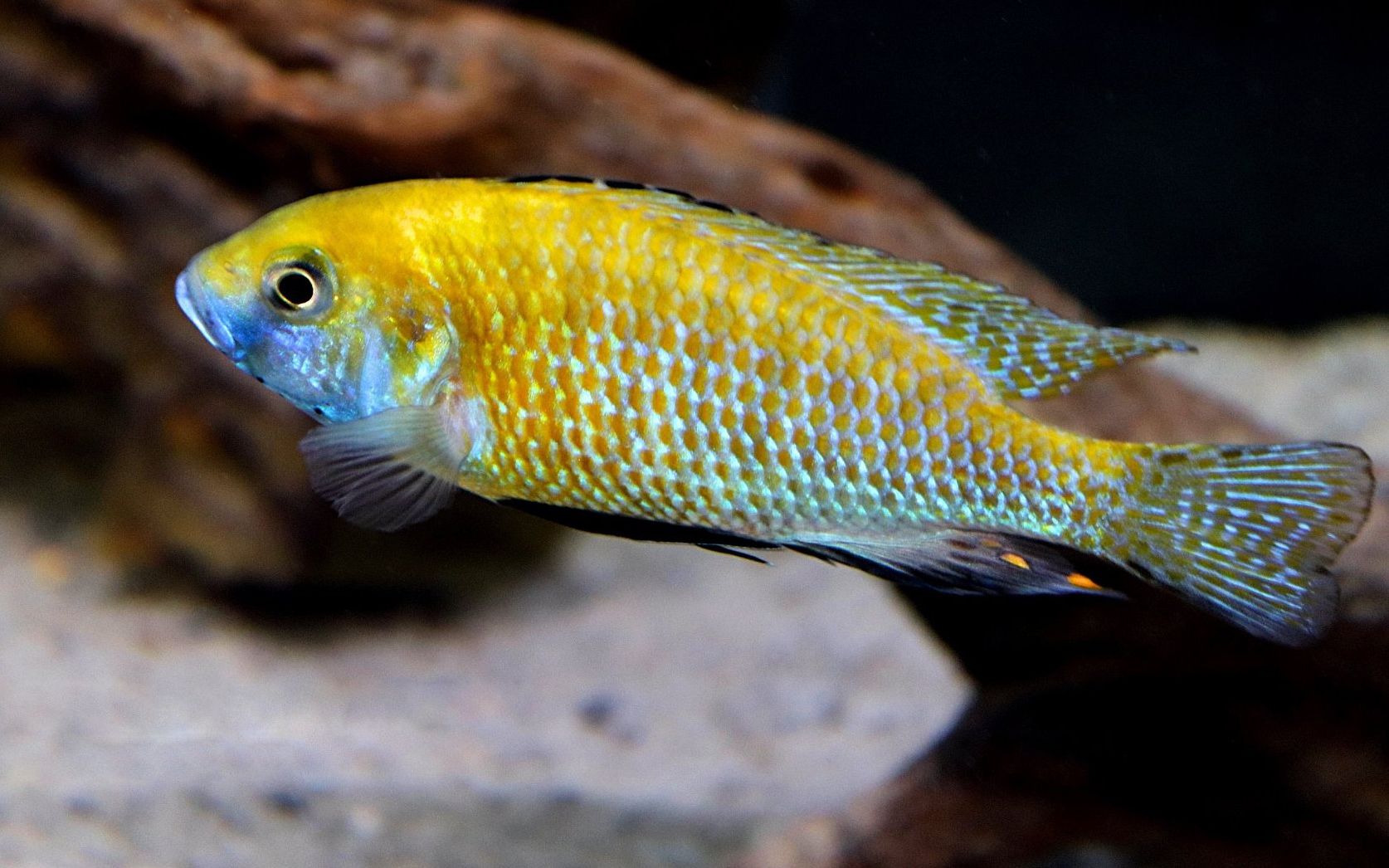 黄金胸丽鱼非洲慈鲷_哔哩哔哩 (゜-゜)つロ 干杯~-bilibili