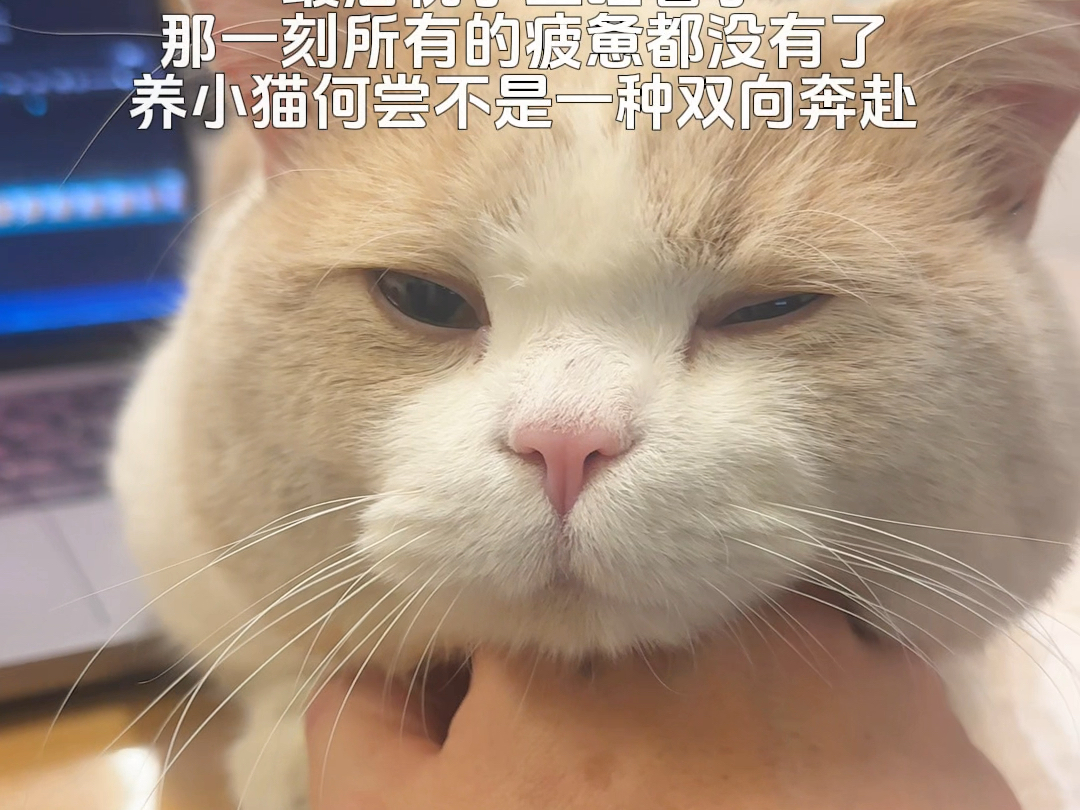 小猫真的是平淡生活里的解药哔哩哔哩bilibili