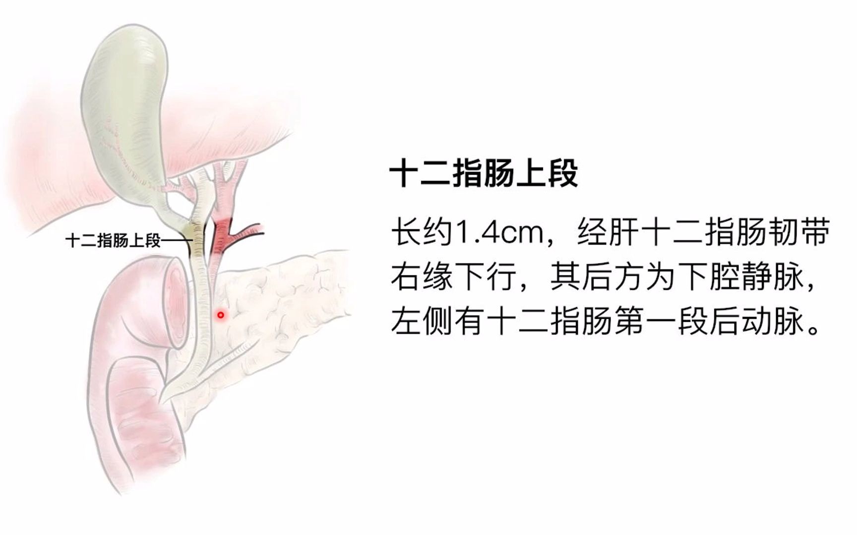 肝外胆道解剖哔哩哔哩bilibili