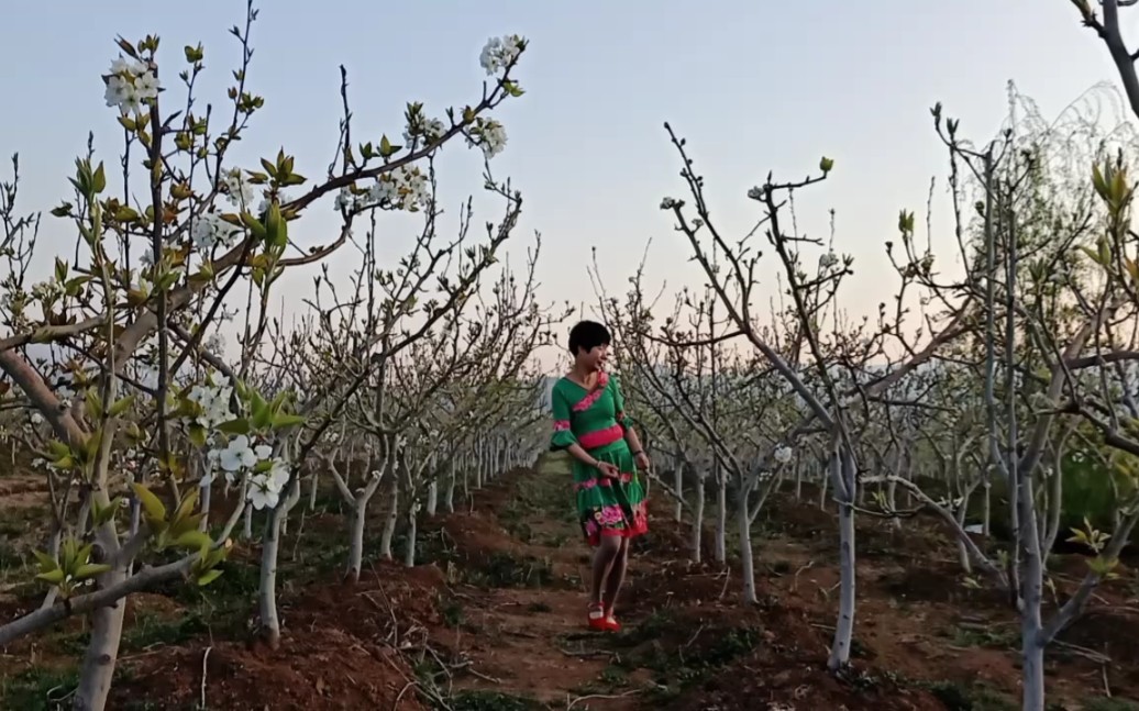 [图]《梨山痴情花》