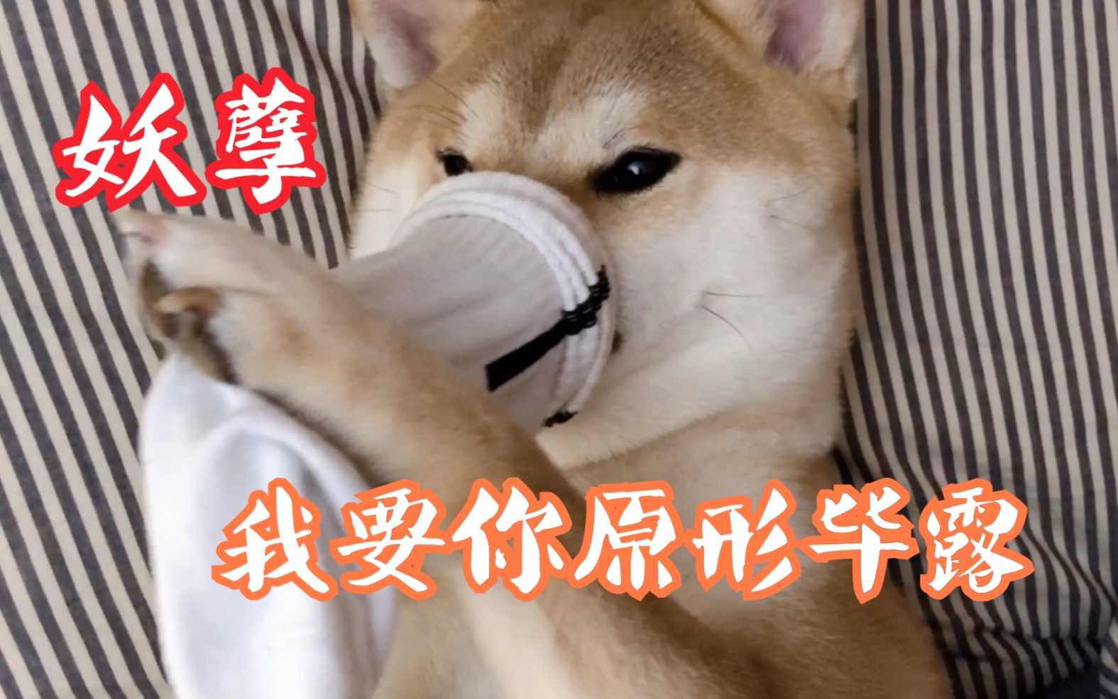 活动作品沙雕的法海安排最新盗版大威天龙