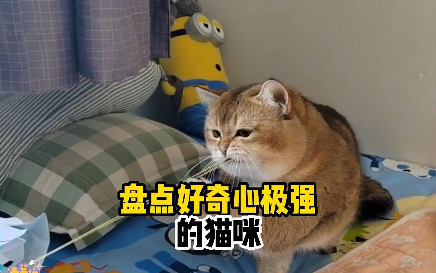 盘点那些好奇心极强的猫咪,有九条命的猫就是这么任性.