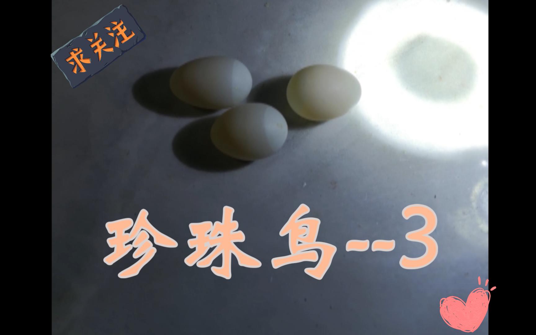 珍珠鸟第一次没经验,下的4枚蛋都是白蛋