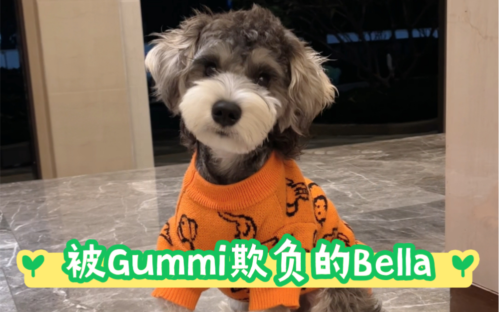 雪纳瑞|Gummi是怎样欺负Bella的?哔哩哔哩bilibili