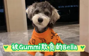 Tải video: 雪纳瑞｜Gummi是怎样欺负Bella的？