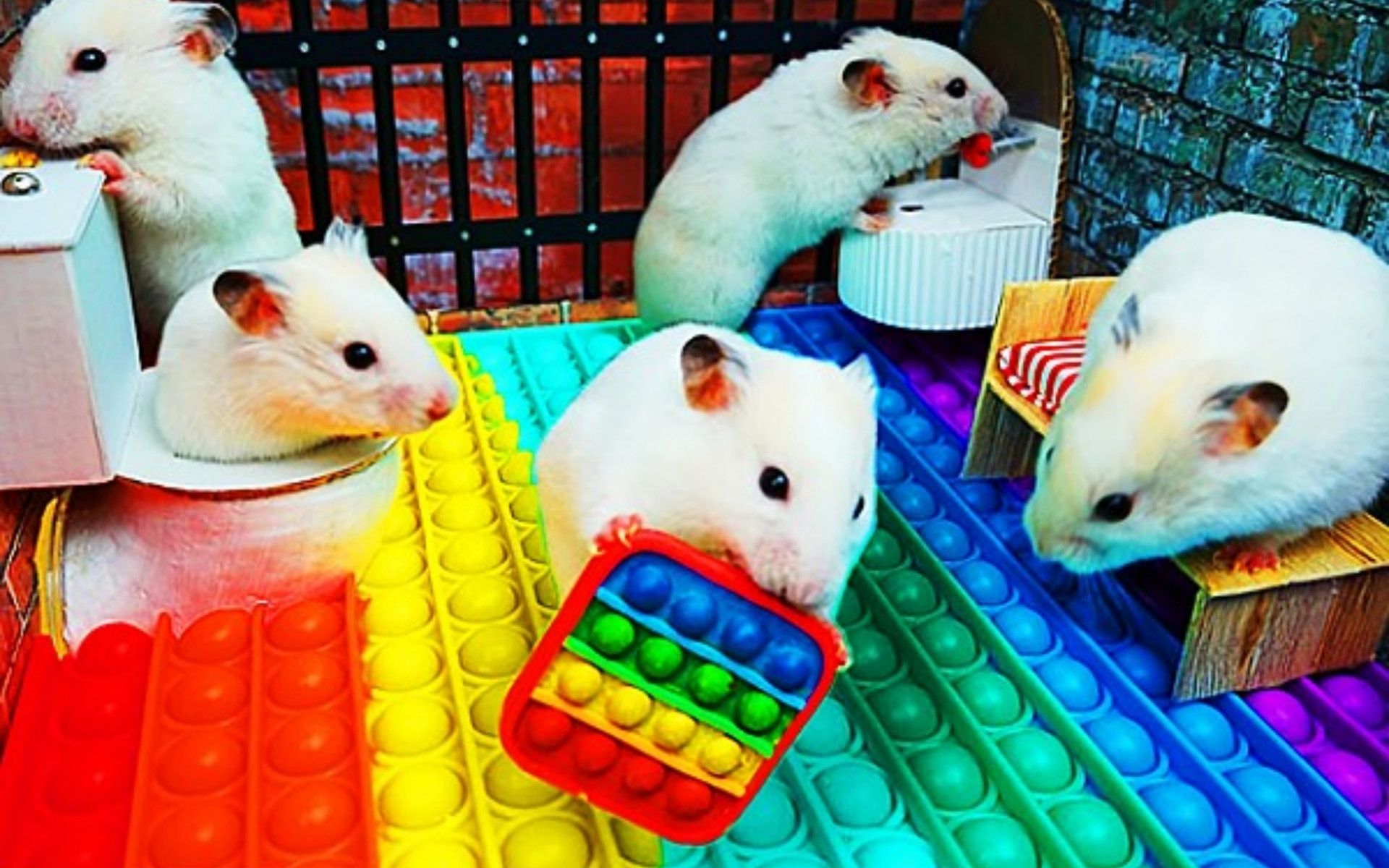 小仓鼠玩游戏:挑战彩虹泡泡板陷阱,五颜六色的机关仓鼠玩的好嗨