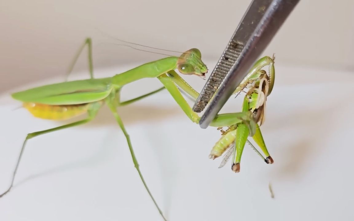 螳螂吃蚂蚱,不料下一秒从蚂蚱身上爬出来三条铁线虫!哔哩哔哩bilibili